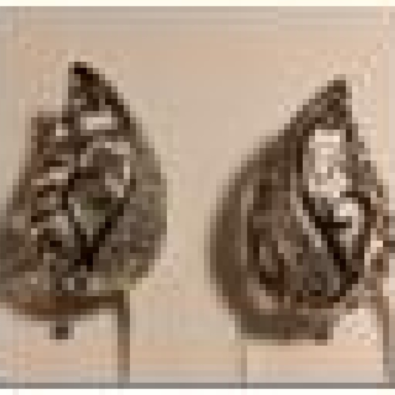 Auskari ar rodija pārklājumu