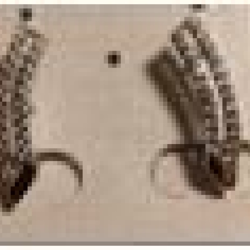 Auskari ar rodija pārklājumu