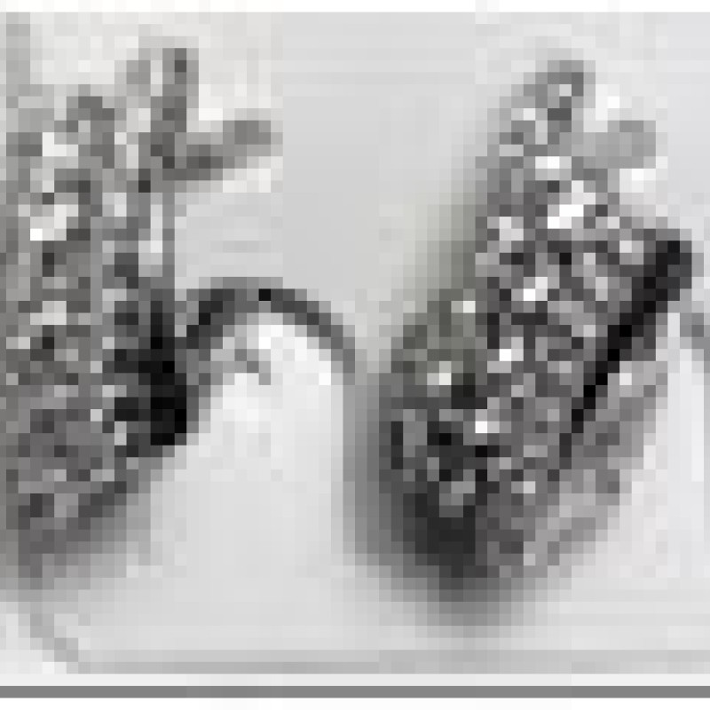 Auskari ar rodija pārklājumu