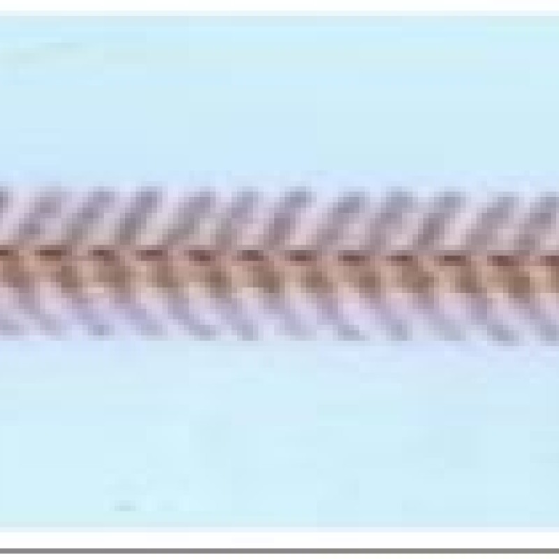 Apzeltīta rokassprādze Zivju skeleta formas virkne