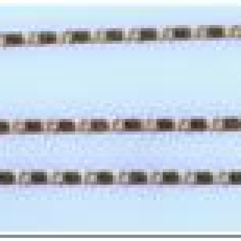 Apzeltīta rokassprādze Vienlaidu glancētu gliemežvāku posmu virkne