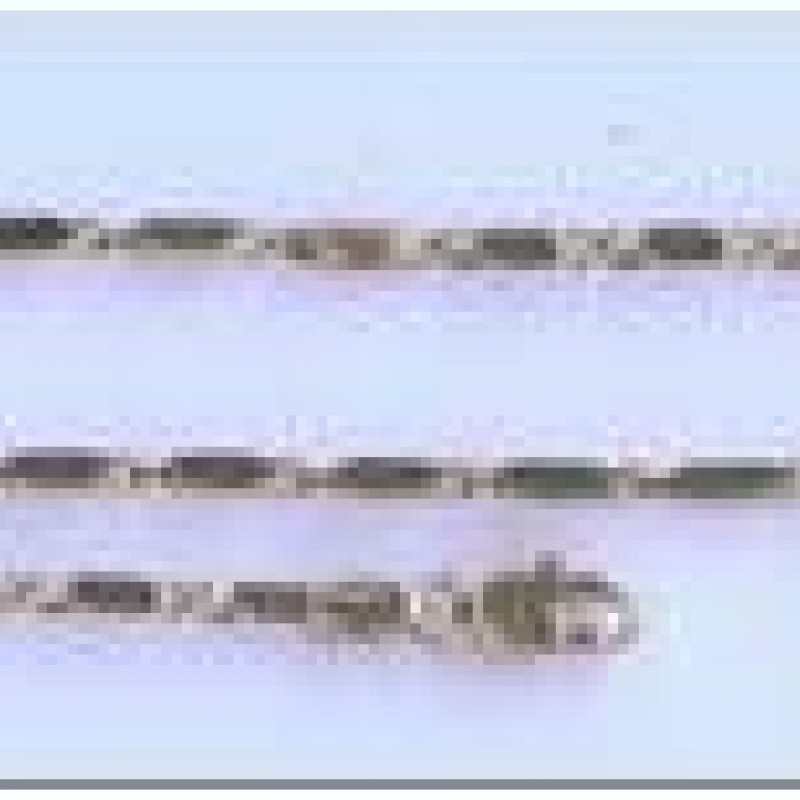 Apzeltīta rokassprādze Masīvā kubveida saspiesta gliemežvāka posmu virkne