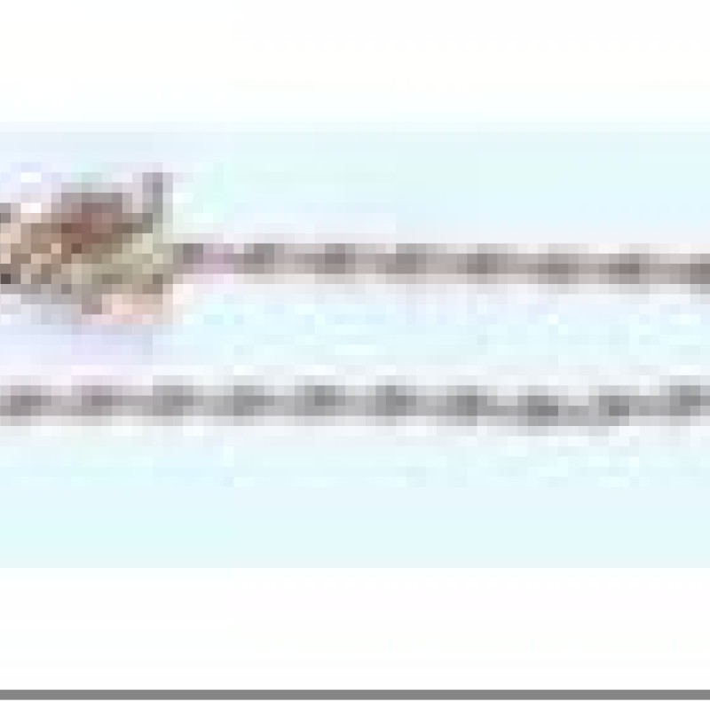 Apzeltītā ķēdīte Platu gliemežu posmu virkne