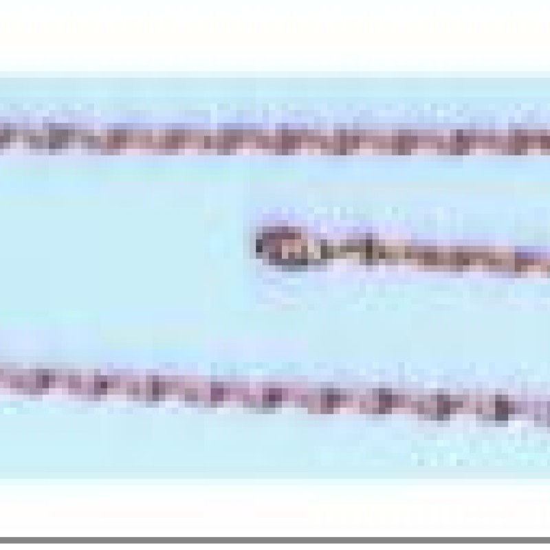 Apzeltītā ķēdīte Plāna smalku papīra skavas formas izsmalcinātu posmu virkne